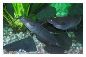 Kiemensackwels, Heteropneustes fossilis, 4-5 cm (Rarität) Kiemensackwels, Heteropneustes Fossilis, 4-5 Cm (Rarität) -Zoofachgeschäft 10048 Kiemensackwels Heteropneustes fossilis Raritaet