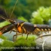 Feuerkrebs, Cherax Sp. 'Orange Tip' -Zoofachgeschäft 10352 Feuerkrebs Cherax sp Orange Tip