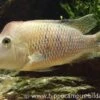 Rothauben-Erdfresser, Geophagus Steindachneri -Zoofachgeschäft 10804 Rothauben Erdfresser Geophagus steindachneri
