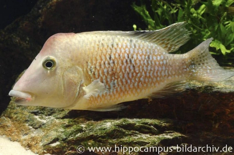 Rothauben-Erdfresser, Geophagus steindachneri Rothauben-Erdfresser, Geophagus Steindachneri -Zoofachgeschäft 10804 Rothauben Erdfresser Geophagus steindachneri