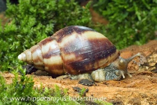 Landschnecken-Bundle: 3x Achatschnecke, Achatina fulica Landschnecken-Bundle: 3x Achatschnecke, Achatina Fulica -Zoofachgeschäft 12568 Achatschnecke Achatina fulica 1