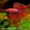 Crown Tail Kampffisch Rot, Männchen, Betta Splendens -Zoofachgeschäft 12877 Crown Tail Kampffisch rot Maennchen Betta splend