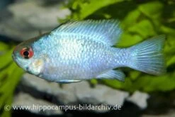 Schmetterlingsbuntbarsch Electric Blue XL, Mikrogeophagus Ramirezi
