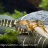 Tigerkrebs, Cherax Peknyi -Zoofachgeschäft 1523 Tigerkrebs Cherax peknyi