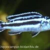 Blauer Johanni, Melanochromis Maingano, DNZ -Zoofachgeschäft 15437 Blauer Johanni Melanochromis maingano