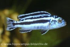 Blauer Johanni, Melanochromis Maingano, DNZ