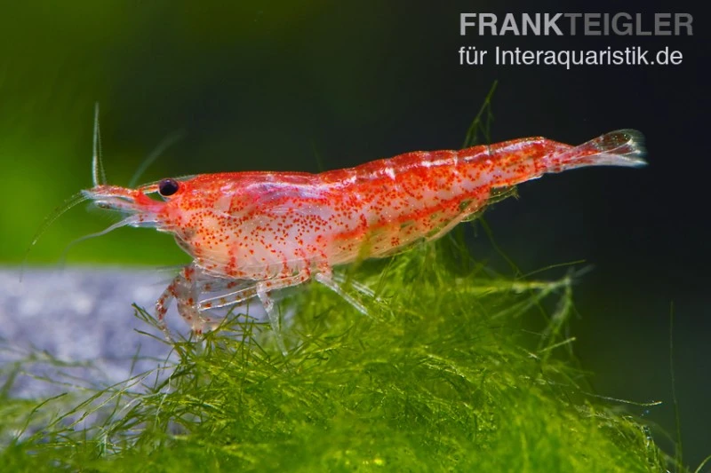 Bundle: 10 x Red Fire, Neocaridina heteropoda Rot + Portion Javamoos Bundle: 10 X Red Fire, Neocaridina Heteropoda Rot + Portion Javamoos -Zoofachgeschäft 1560 Rote Zwerggarnele Neocaridina heteropoda var