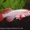 Killifisch Torfansatz Nothobranchius Eggersi Red, 30 Eier -Zoofachgeschäft 16024 Killifisch Torfansatz Nothobranchius eggersi red