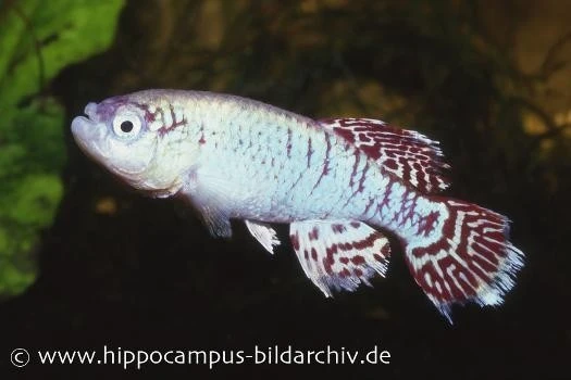 Killifisch Torfansatz Nothobranchius eggersi blue, 30 Eier Killifisch Torfansatz Nothobranchius Eggersi Blue, 30 Eier -Zoofachgeschäft 16025 Killifisch Torfansatz Nothobranchius eggersi blu 1