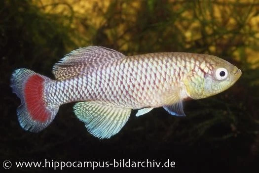 Killifisch Torfansatz Nothobranchius jubbi, 30 Eier Killifisch Torfansatz Nothobranchius Jubbi, 30 Eier -Zoofachgeschäft 16027 Killifisch Torfansatz Nothobranchius jubbi 30 E 1