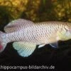 Killifisch Torfansatz Nothobranchius Jubbi, 30 Eier -Zoofachgeschäft 16027 Killifisch Torfansatz Nothobranchius jubbi 30 Eie
