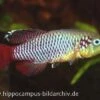 Killifisch Torfansatz Nothobranchius Guentheri Red, 30 Eier -Zoofachgeschäft 16029 Killifisch Torfansatz Nothobranchius guentheri red