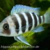 Tanganjika-Beulenkopf, Cyphotilapia Frontosa "Burundi", DNZ -Zoofachgeschäft 20860 Tanganjika Beulenkopf Cyphotilapia frontosa
