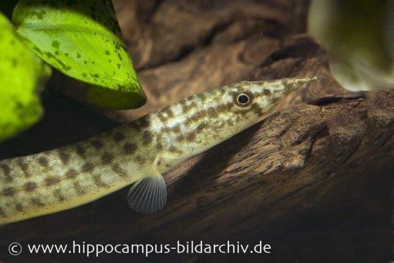 Indischer Zwergstachelaal, Macrognathus pancalus Indischer Zwergstachelaal, Macrognathus Pancalus -Zoofachgeschäft 20894 Indischer Zwergstachelaal Macrognathus pancalus
