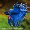 Crown Tail Kampffisch Blau, Männchen, Betta Splendens -Zoofachgeschäft 20914 Crown Tail Kampffisch blau Maennchen Betta splen