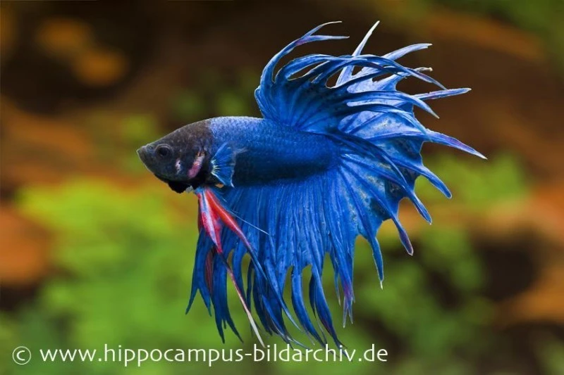Crown Tail Kampffisch blau, Männchen, Betta splendens Crown Tail Kampffisch Blau, Männchen, Betta Splendens -Zoofachgeschäft 20914 Crown Tail Kampffisch blau Maennchen Betta splen