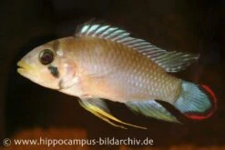 Panduros Zwergbuntbarsch, Apistogramma Panduro, Paarwweise 4 Panduros Zwergbuntbarsch, Apistogramma Panduro, Paarwweise -Zoofachgeschäft 20924 Panduros Zwergbuntbarsch Apistogramma panduro