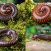 Bundle: 5 X Millipede-Mix, Spirostreptus Spec. (5 Tausendfüsser) -Zoofachgeschäft 5 x Millipede Mix Spirostreptus spec 1