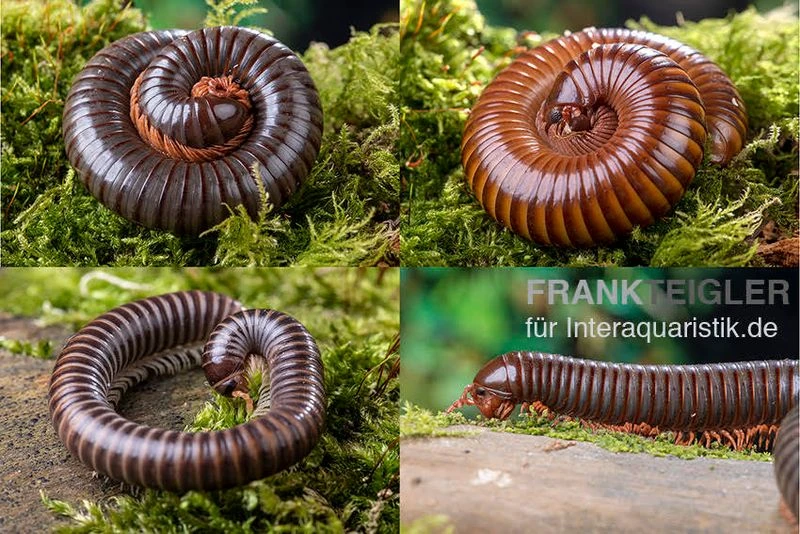 Bundle: 5 x Millipede-Mix, Spirostreptus spec. (5 Tausendfüsser) Bundle: 5 X Millipede-Mix, Spirostreptus Spec. (5 Tausendfüsser) -Zoofachgeschäft 5 x Millipede Mix Spirostreptus spec 1