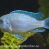Blau-Roter Zebra, Maylandia Estherae Blau-rot, DNZ -Zoofachgeschäft 80030 Maylandia estherae blau