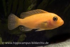 Roter Zebrabuntbarsch, Pseudotropheus Estherae "rot-rot", DNZ -Zoofachgeschäft 80031 80031 Maylandia estherae rot rot 2 2