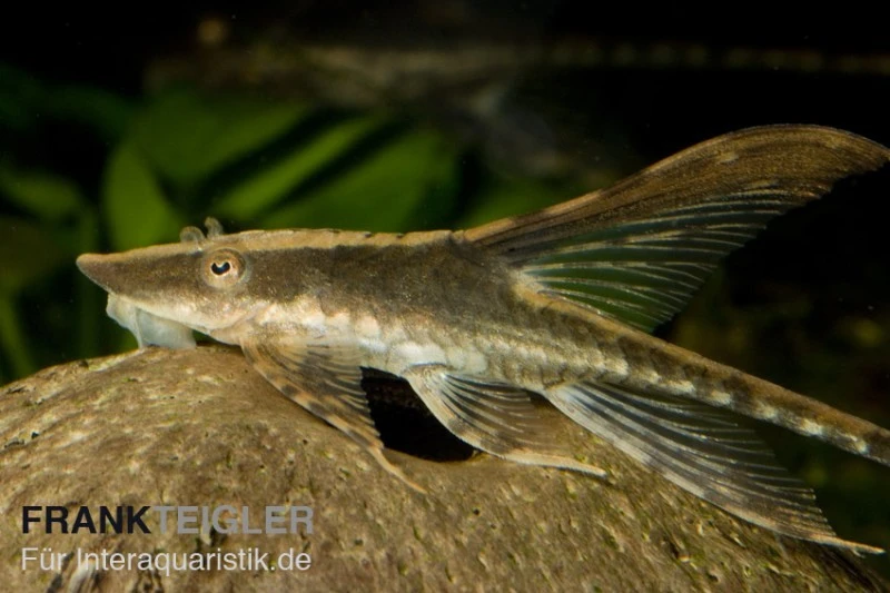 Panama Störwels, Sturisoma panamense Panama Störwels, Sturisoma Panamense -Zoofachgeschäft 80044 Panama Stoerwels Sturisoma panamense