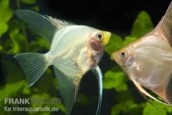 Skalar Mix, Pterophyllum Scalare, Größe XL, DNZ