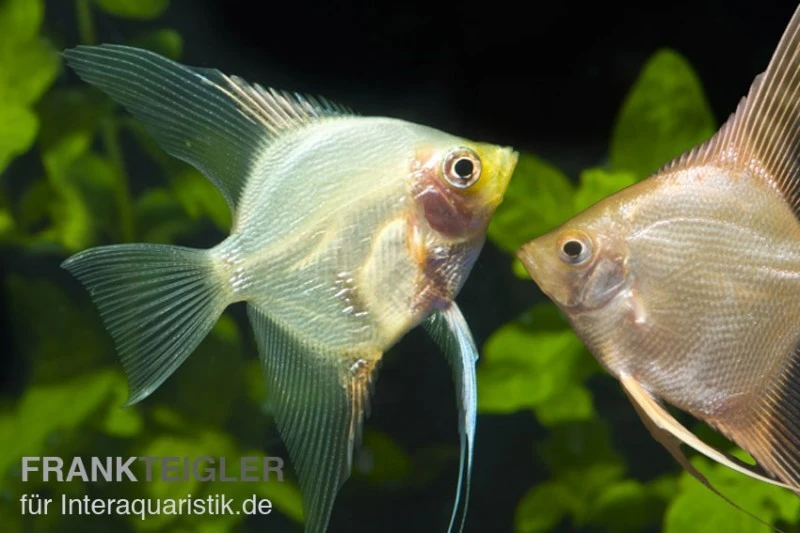 Skalar Mix, Pterophyllum scalare, Größe XL, DNZ Skalar Mix, Pterophyllum Scalare, Größe XL, DNZ -Zoofachgeschäft 80066 Skalar Mix XL Pterophyllum scalare 1