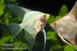 Skalar Mix, Pterophyllum Scalare, Größe M -Zoofachgeschäft 80066 Skalar Mix XL Pterophyllum scalare