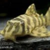 Imperial Tiger Pleco, Peckoltia Compta Imperial Tiger, L134 -Zoofachgeschäft 80070 Imperial Tiger Pleco Peckoltia compta Imperial Ti