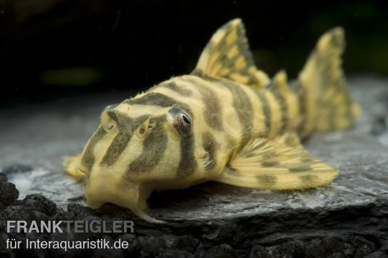Imperial Tiger Pleco, Peckoltia compta Imperial Tiger, L134 Imperial Tiger Pleco, Peckoltia Compta Imperial Tiger, L134 -Zoofachgeschäft 80070 Imperial Tiger Pleco Peckoltia compta Imperial Ti