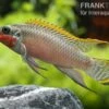 Smaragdprachtbarsch, Pelvicachromis Taeniatus Nigeria Red, 4-5 Cm -Zoofachgeschäft 80071 Smaragdprachtbarsch Pelvicachromis taeniatus Nige