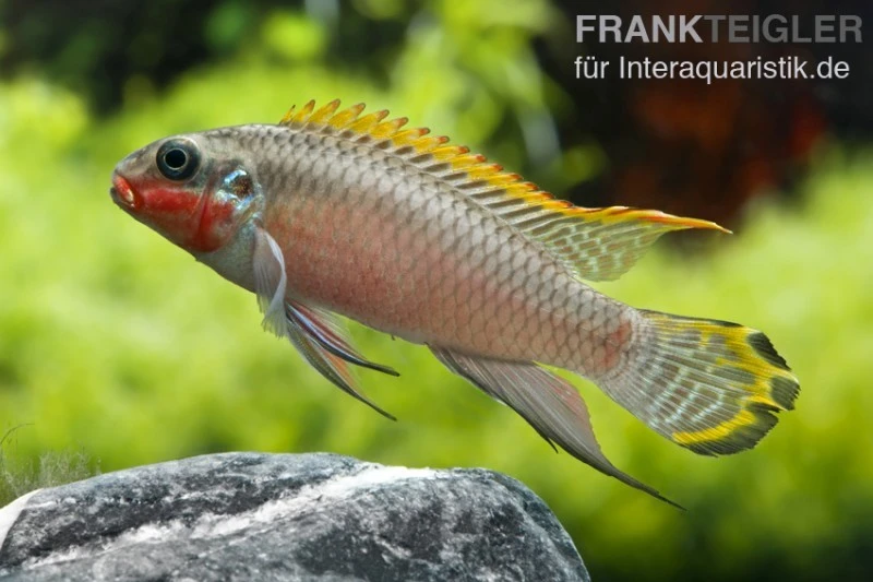 Smaragdprachtbarsch, Pelvicachromis taeniatus Nigeria Red, 4-5 cm Smaragdprachtbarsch, Pelvicachromis Taeniatus Nigeria Red, 4-5 Cm -Zoofachgeschäft 80071 Smaragdprachtbarsch Pelvicachromis taeniatus Nige