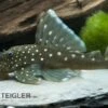 Blauer Phantomwels, Hemiancistrus Spec. L128, 3-4 Cm -Zoofachgeschäft 80072 Blauer Phantomwels Hemiancistrus spec L128