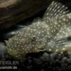 Weißpunkt-Dreihornharnischwels, Hopliancistrus Sp. L017, 5-7 Cm -Zoofachgeschäft 80079 Weisspunkt Dreihornharnischwels Hopliancistrus sp