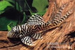 Königstiger-Harnischwels, Hypancistrus Spec. L 66, 8-10 Cm -Zoofachgeschäft 80082 King Tiger Pleco L 66 Ancistrinae gen sp KING TIG