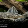 Königstiger-Harnischwels, Hypancistrus Spec. L 66, 8-10 Cm -Zoofachgeschäft 80082 Koenigstiger Harnischwels Hypancistrus spec L066