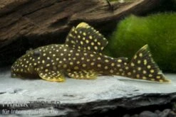 Orangesaum-Prachtharnischwels, Baryancistrus Xanthellus L18, 4-8 Cm -Zoofachgeschäft 80084 Orangesaum Prachtharnischwels Baryancistrus xanth