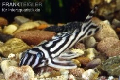 Zebra-Harnischwels, Hypancistrus Zebra L046