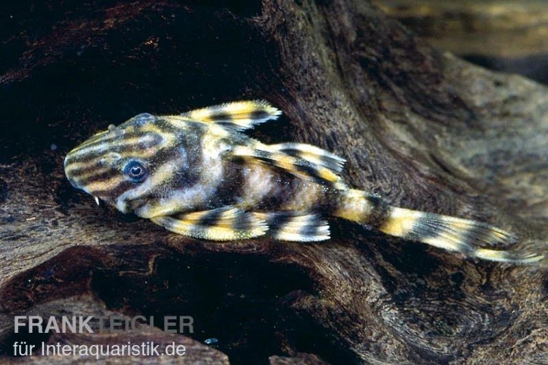 Zwergschilderwels, Peckoltia vermiculata L002 Zwergschilderwels, Peckoltia Vermiculata L002 -Zoofachgeschäft 80089 Zwergschilderwels Peckoltia vermiculata L002