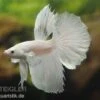 Halfmoon Kampffisch Weiß, Männchen, Betta Splendens -Zoofachgeschäft 80099 Halfmoon Kampffisch weiss Maennchen Betta splend