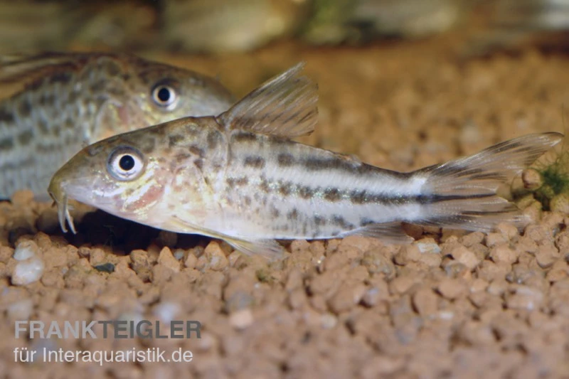 Flaggenschwanz-Panzerwels, Corydoras robinae Flaggenschwanz-Panzerwels, Corydoras Robinae -Zoofachgeschäft 80133 Flaggenschwanz Panzerwels Corydoras robinae