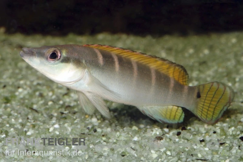 Schmalkopf-Hechtbuntbarsch, Crenicichla compressiceps Schmalkopf-Hechtbuntbarsch, Crenicichla Compressiceps -Zoofachgeschäft 80134 Schmalkopf Hechtbuntbarsch Crenicichla compressic