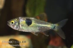 Zweitupfen-Raubsalmler, Exodon Paradoxus, 4-6 Cm (Rarität)