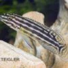 Vierstreifen-Schlankcichlide, Julidochromis Regani KIPILI, DNZ -Zoofachgeschäft 80143 Vierstreifen Schlankcichlide Julidochromis regani