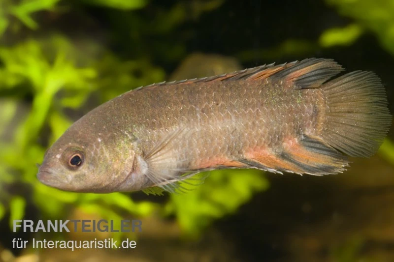 Orange-Buschfisch, Microctenopoma ansorgii Orange-Buschfisch, Microctenopoma Ansorgii -Zoofachgeschäft 80145 Orange Buschfisch Microctenopoma ansorgii