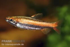 Purpurziersalmler, Nannostomus Mortenthaleri -Zoofachgeschäft 80149 Purpurziersalmler Nannostomus mortenthaleri