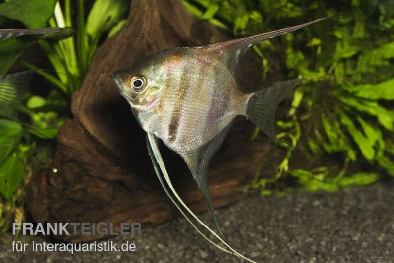 Manacapuru Rotrücken Skalar, Pterophyllum cf. scalare "Lago Manacapuru" Manacapuru Rotrücken Skalar, Pterophyllum Cf. Scalare "Lago Manacapuru" -Zoofachgeschäft 80154 Manacapuru Rotruecken Skalar Pterophyllum cf sca