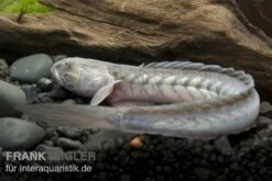 Lila Aalgrundel, Gobioides Broussonnetii -Zoofachgeschäft 80170 Lila Aalgrundel Gobioides broussonnetii 1