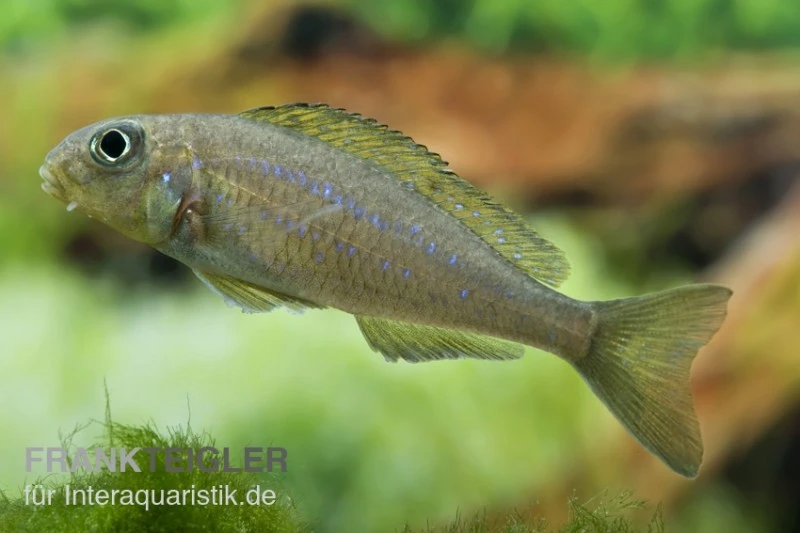 Gelber Sandcichlide, Xenotilapia flavipinnis Gelber Sandcichlide, Xenotilapia Flavipinnis -Zoofachgeschäft 80175 Gelber Sandcichlide Xenotilapia flavipinnis